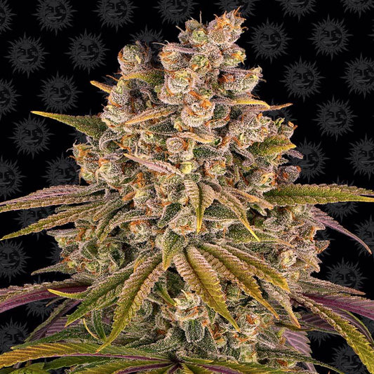 Barney's Farm Lemon Tree