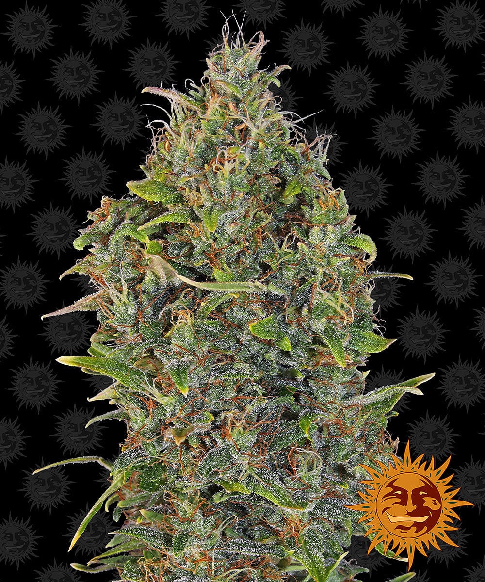 Barney's Farm Critical Kush Auto