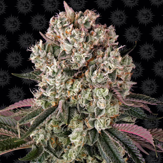 Barney's Farm Glookies