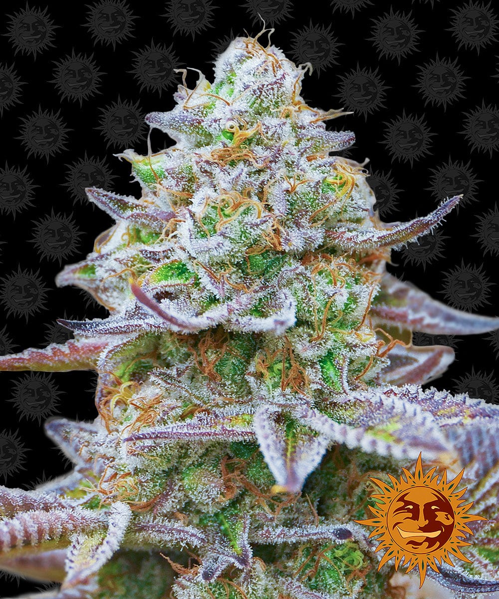 Barney's Farm Gorilla Zkittlez