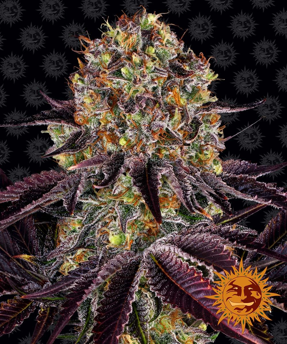 Barney's Farm Runtz x Layer Cake