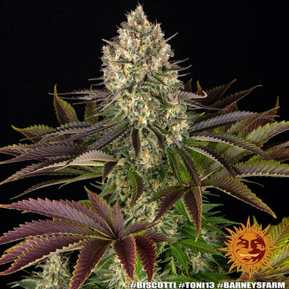 Biscotti Barney's Farm