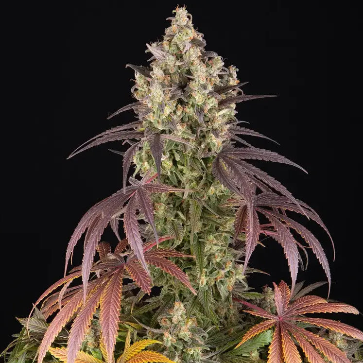 Lemon Cherry Gelato Barney's Farm