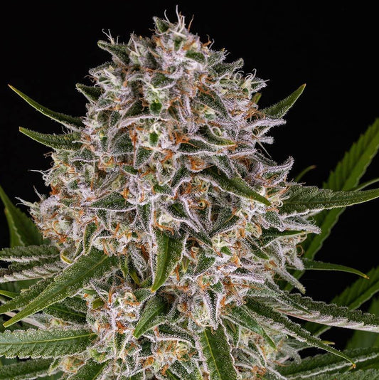 Barney's Farm Lemon Haze Auto