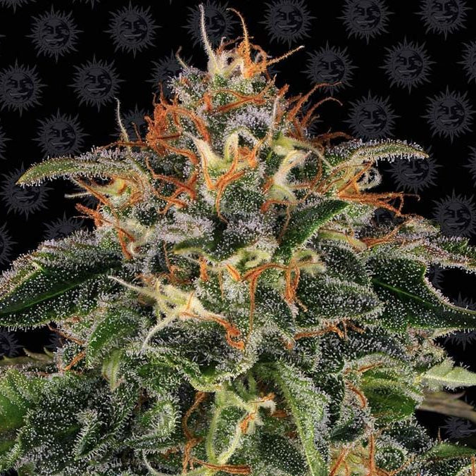 Barney's Farm Moby Dick