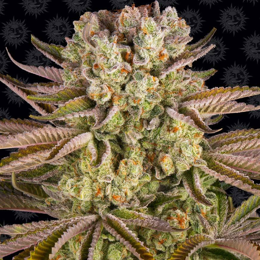 Barney's Farm Pineapple Express