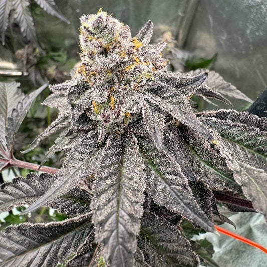 Fast Buds Gary Sherbet FEM