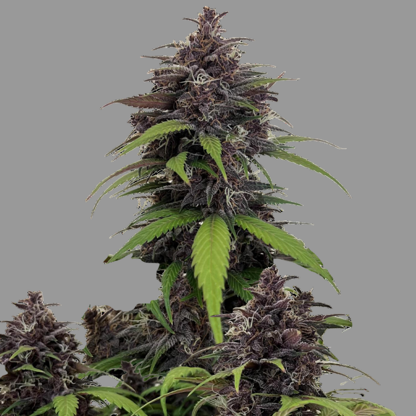 Purple Haze Auto Fast Buds