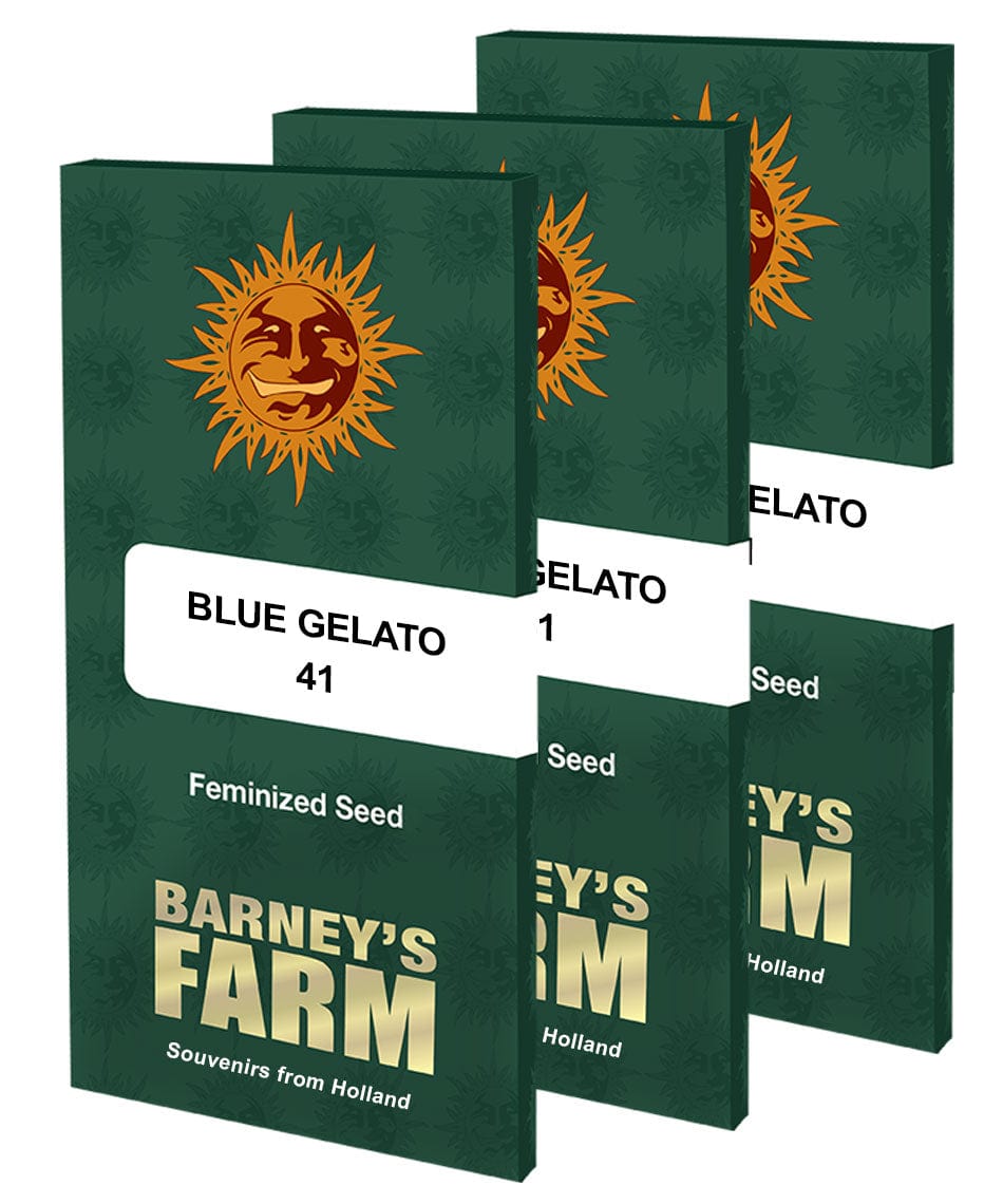 Barney's Farm Blue Gelato 41