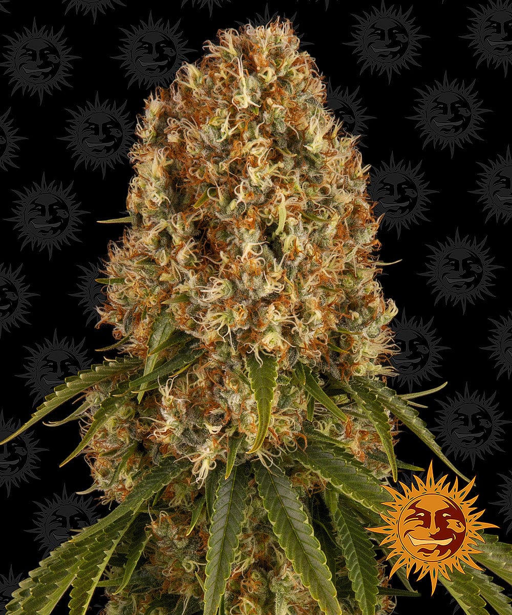 Barney's Farm Orange Sherbert