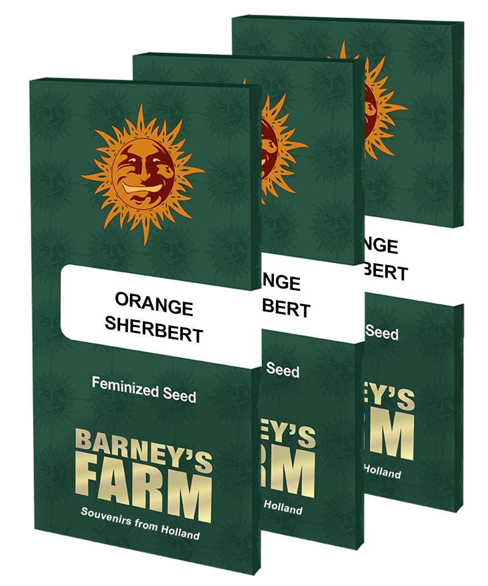 Barney's Farm Orange Sherbert