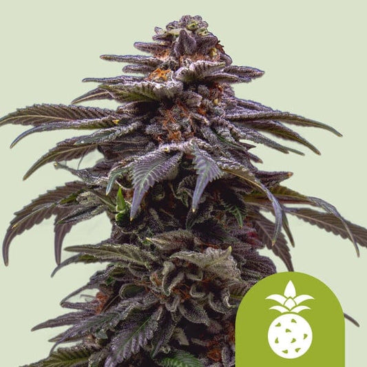 Tropicana Cookies Purple Automatic